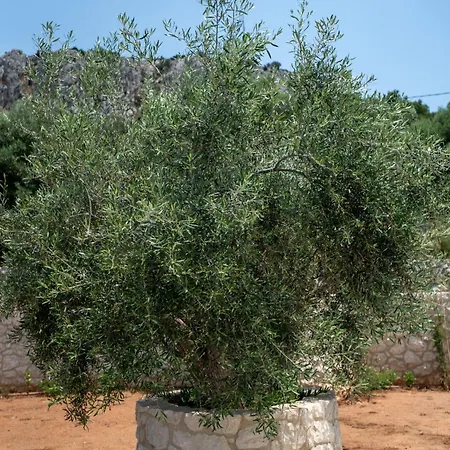 Hotel Palelia Living In The Olive Garden *