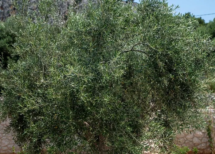 호텔 Palelia Living In The Olive Garden *